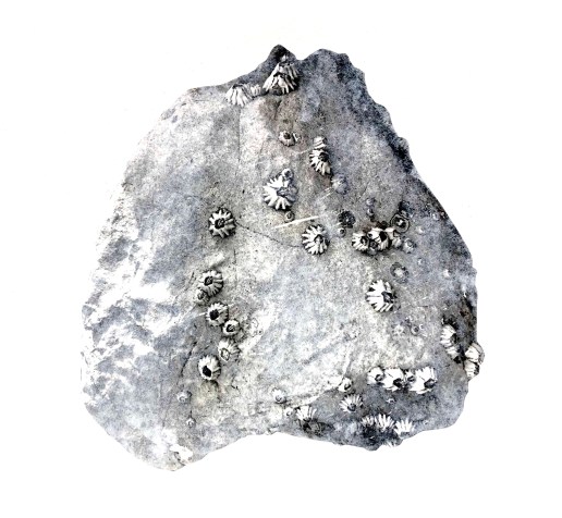 rock:barnjpeg